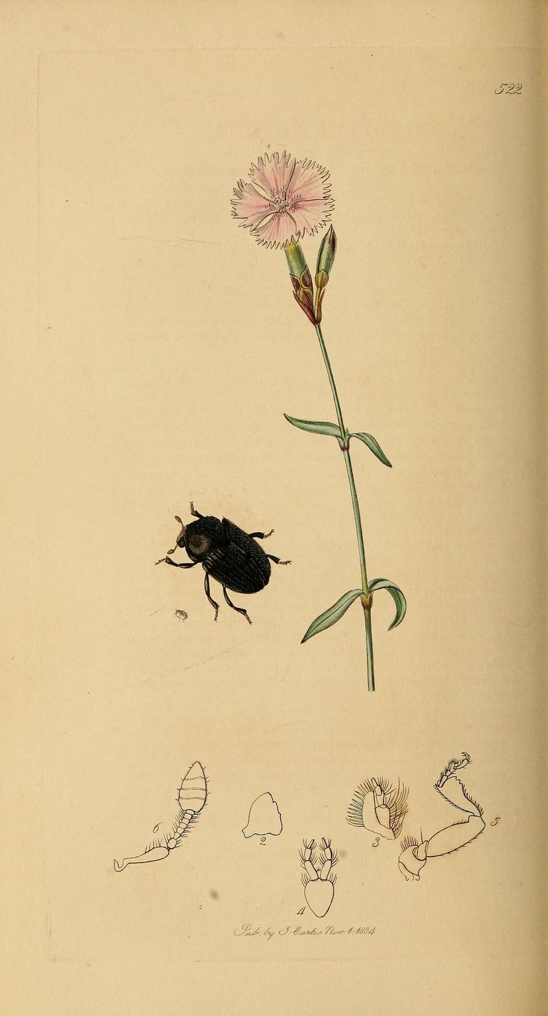 British entomology (Plate 72) (6021891711)