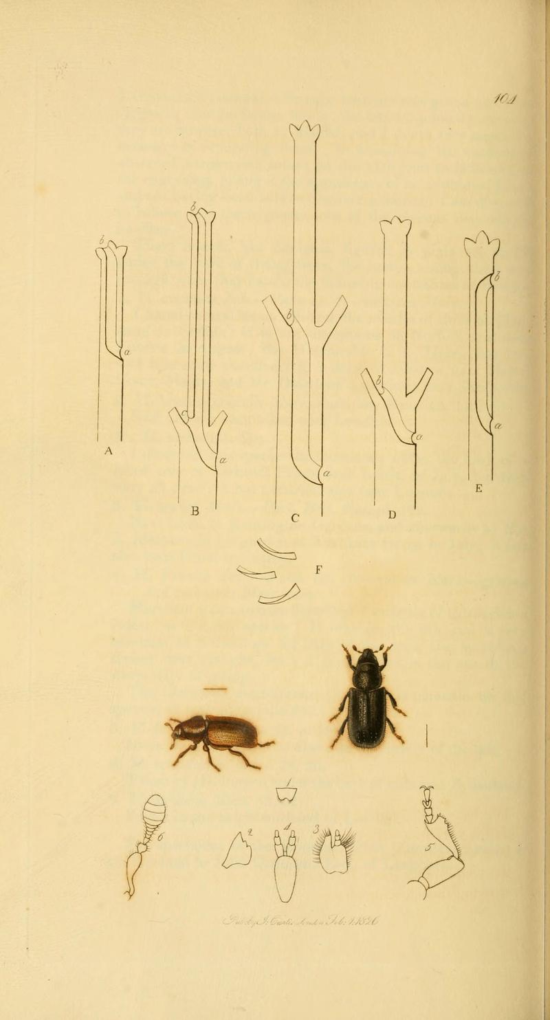 British entomology (Plate 73) (6022448710)
