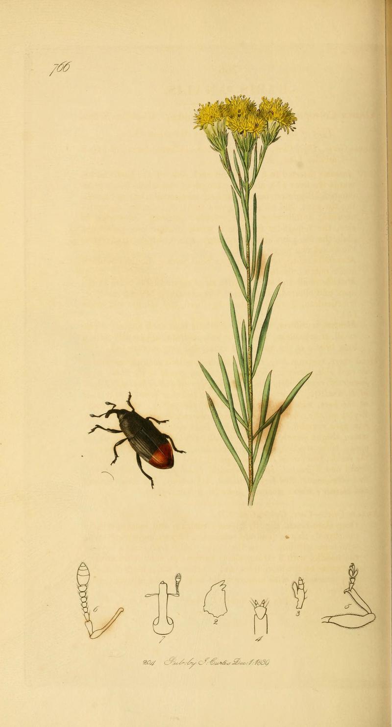 British entomology (Plate 74) (6022449012)