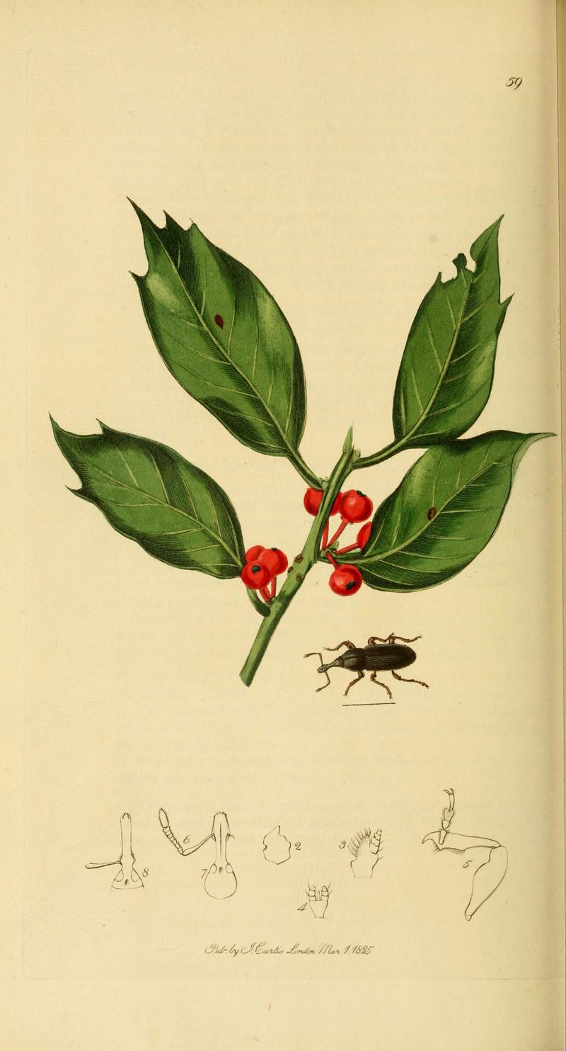 British entomology (Plate 75) (6021892931)