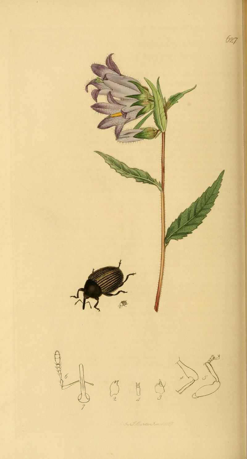 British entomology (Plate 76) (6022449920)