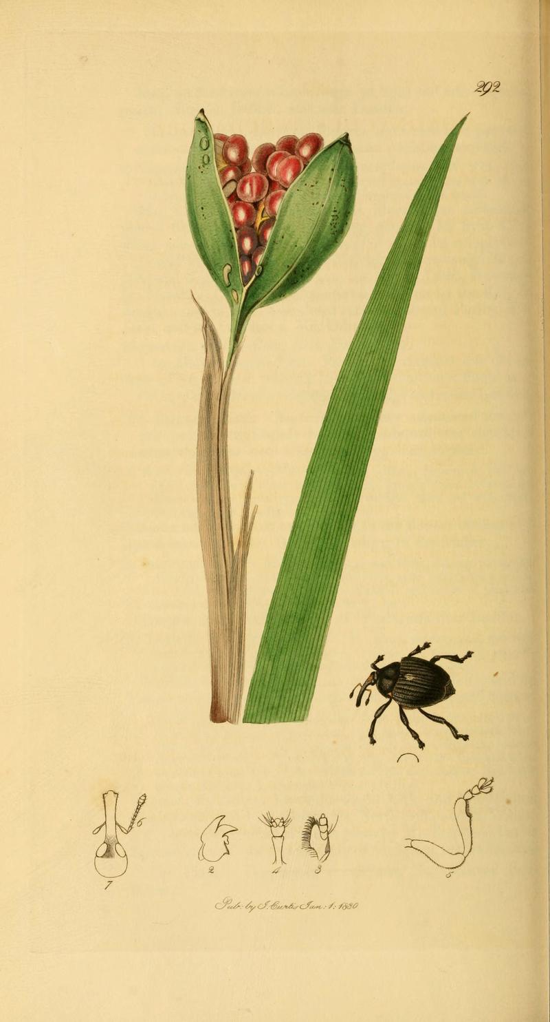 British entomology (Plate 77) (6021893727)