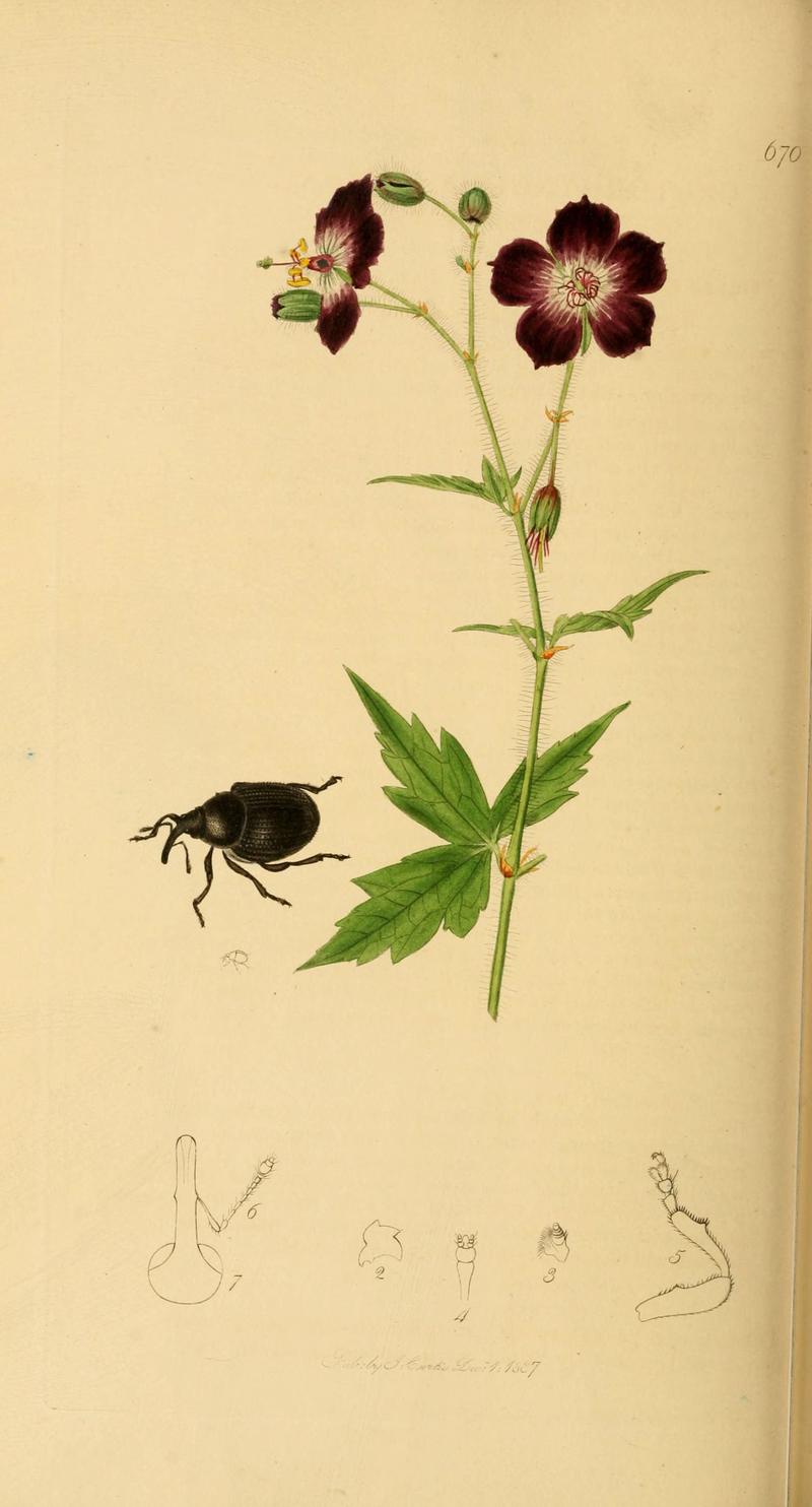 British entomology (Plate 78) (6022450732)