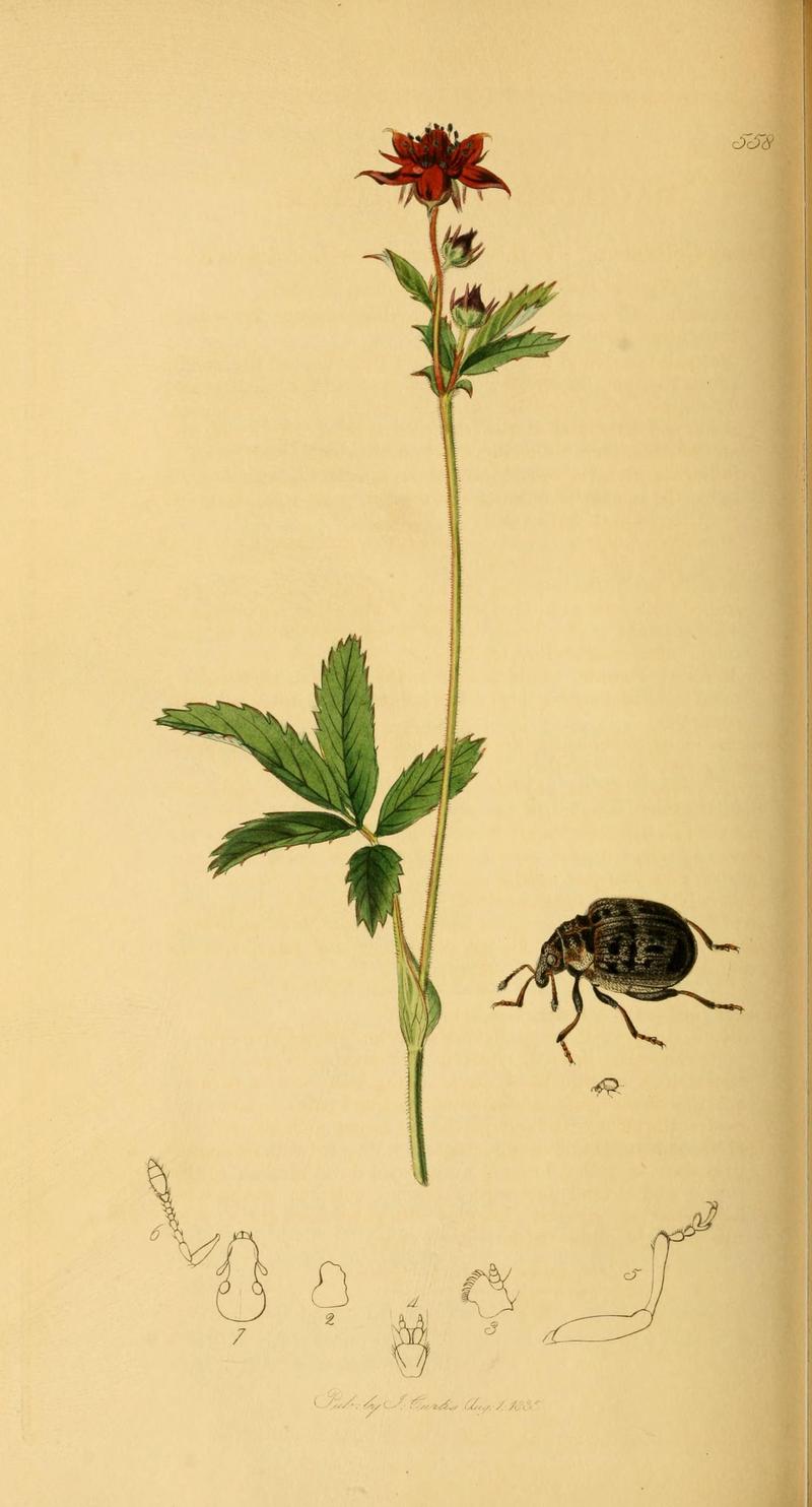 British entomology (Plate 79) (6022451134)