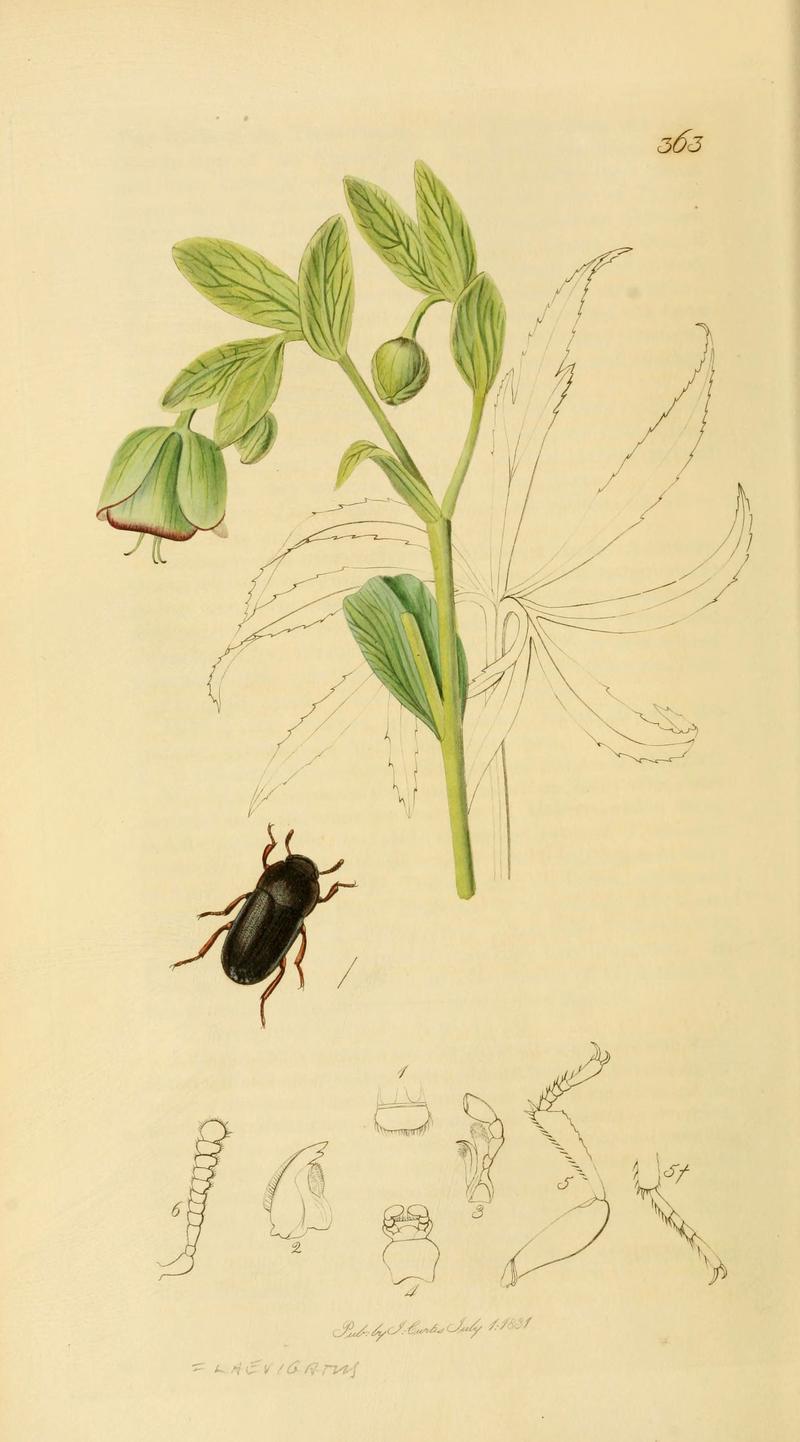 British entomology (Plate 8) (6022423376)
