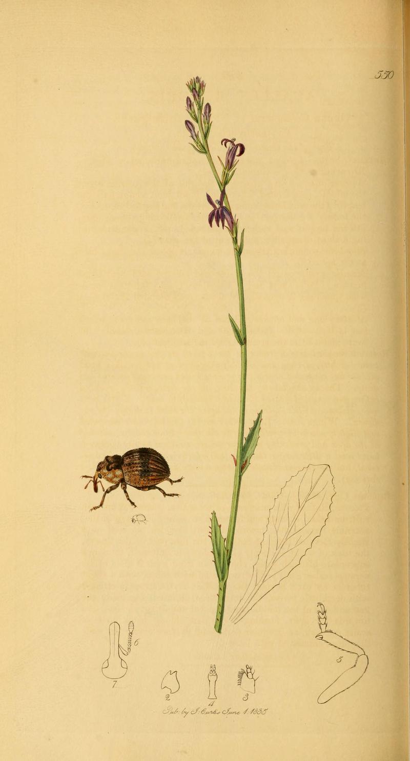 British entomology (Plate 80) (6021895075)