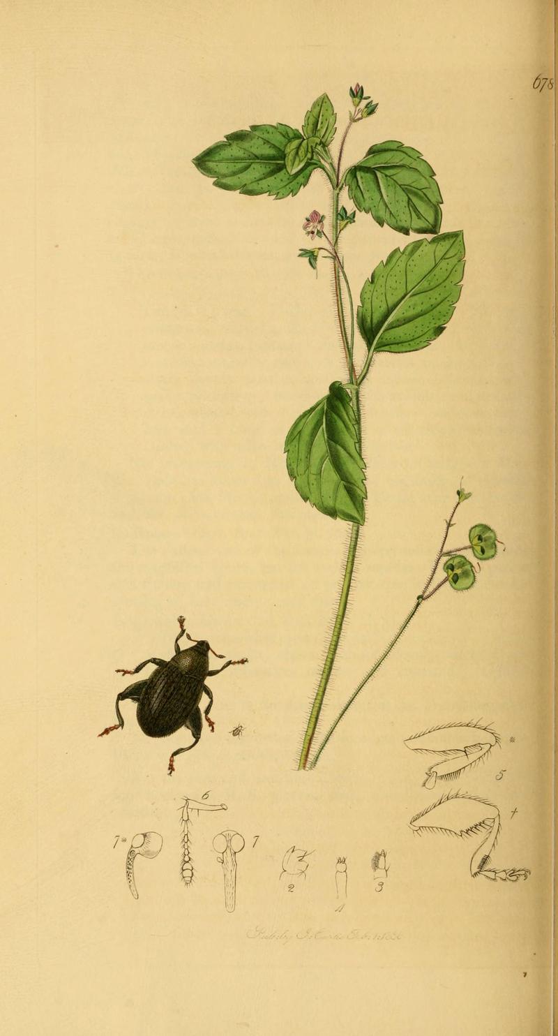 British entomology (Plate 81) (6022451912)