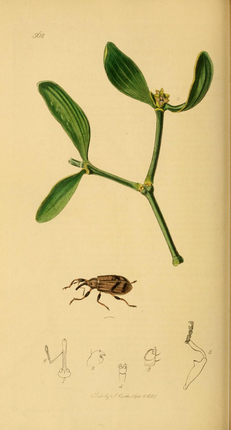 British entomology (Plate 82) (6021895825)
