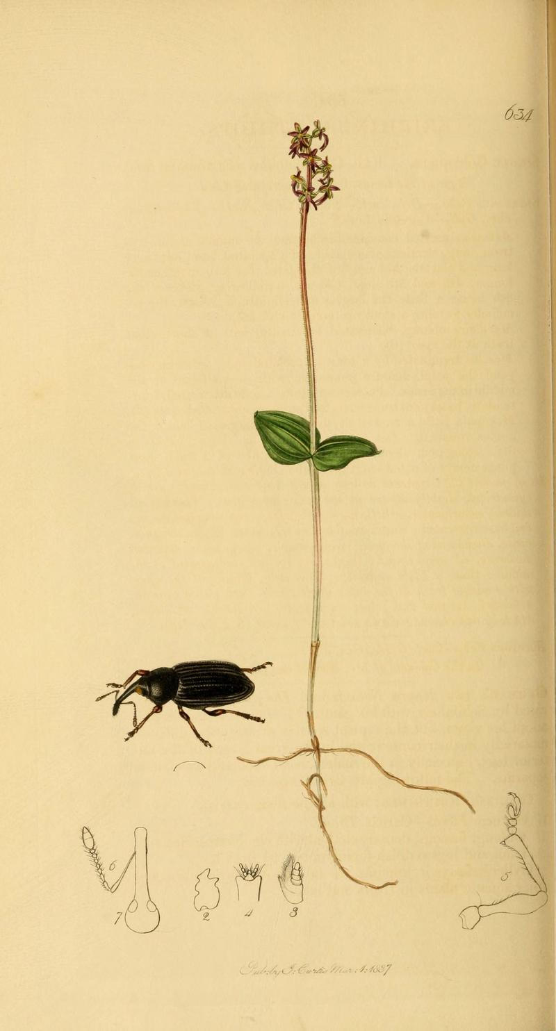 British entomology (Plate 83) (6022452840)