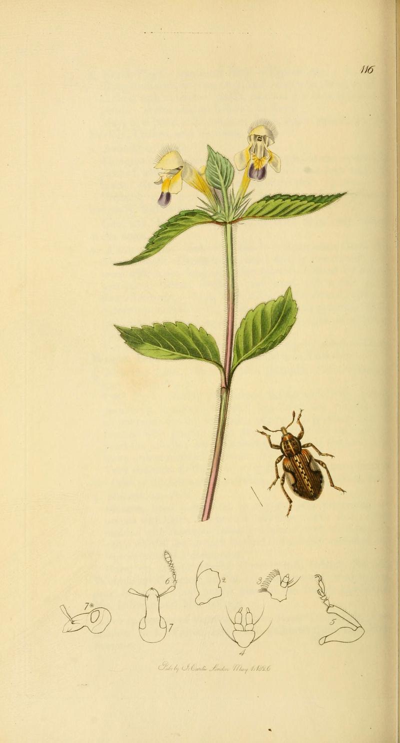 British entomology (Plate 84) (6022453182)