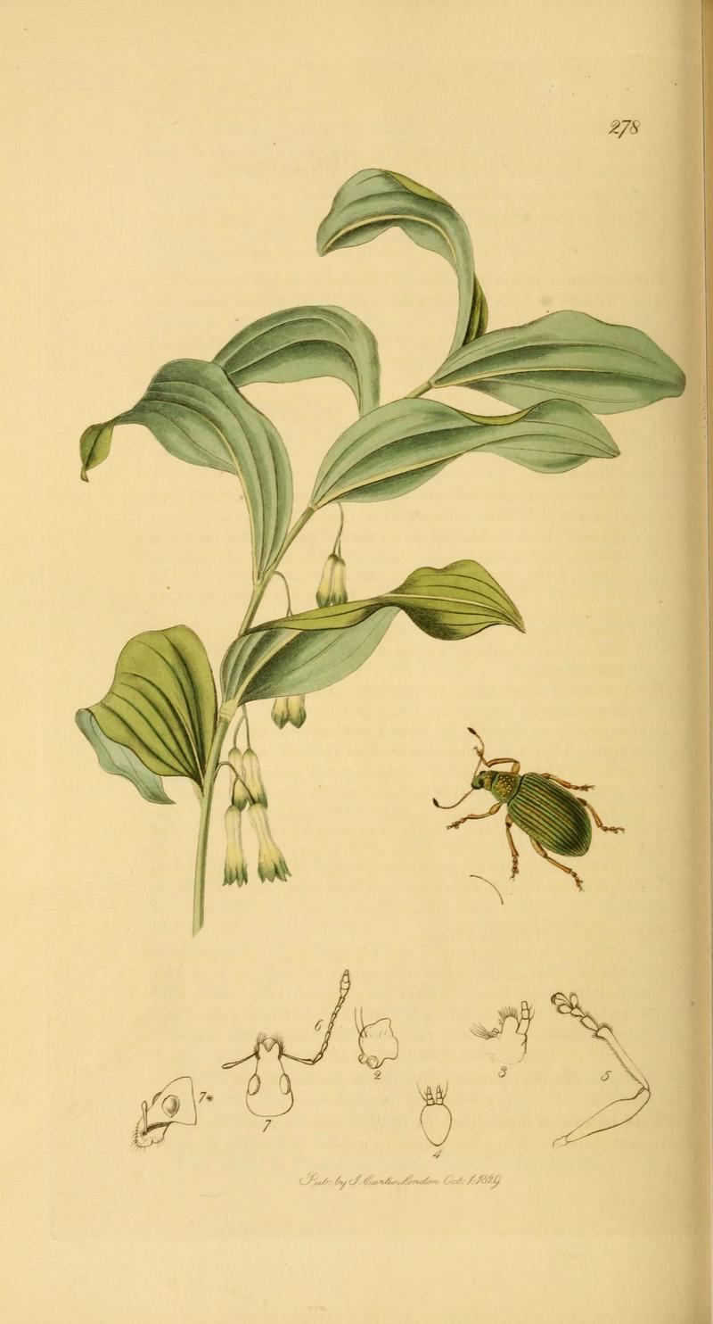 British entomology (Plate 86) (6022453978)