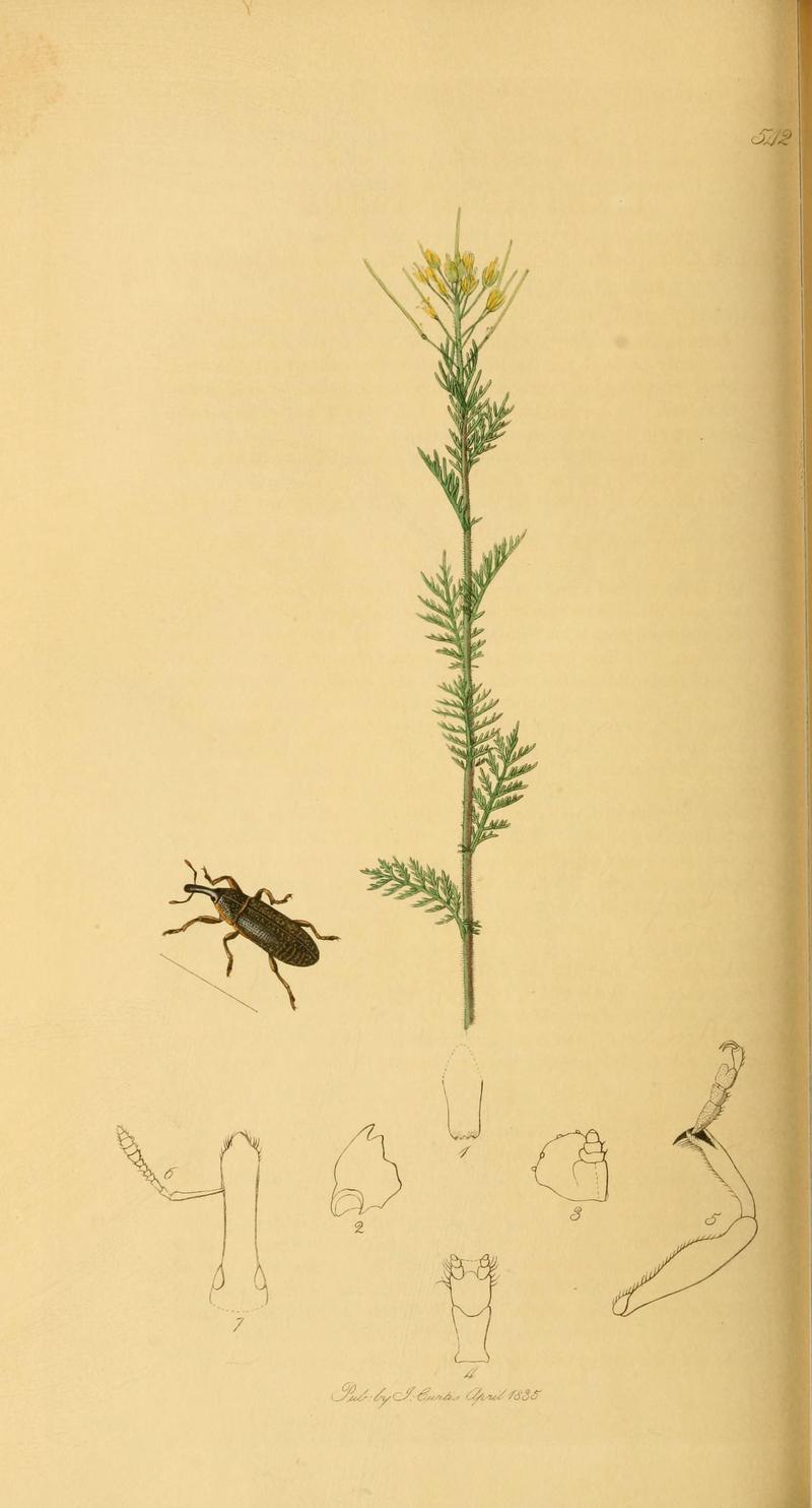 British entomology (Plate 87) (6022454238)