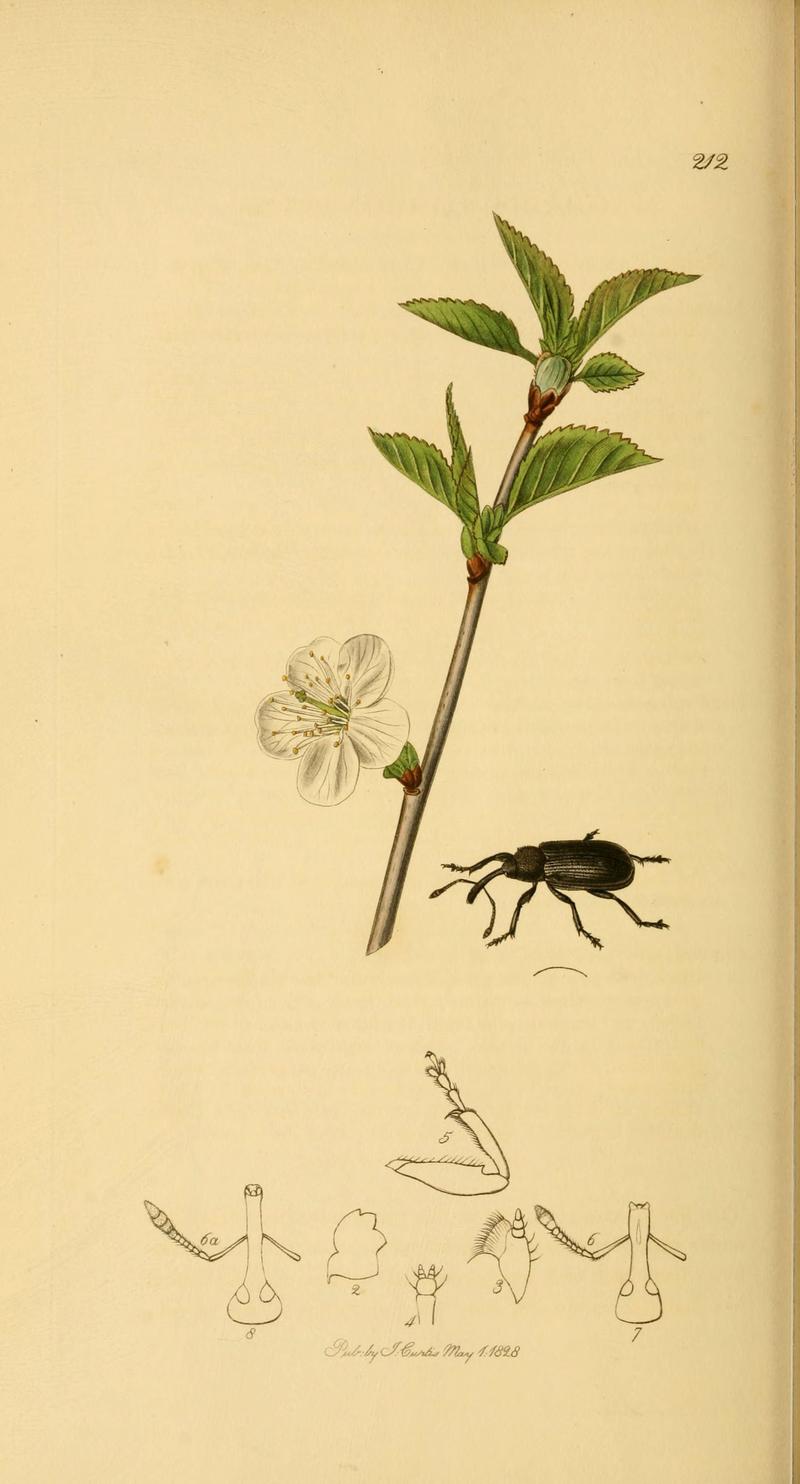 British entomology (Plate 88) (6022454724)
