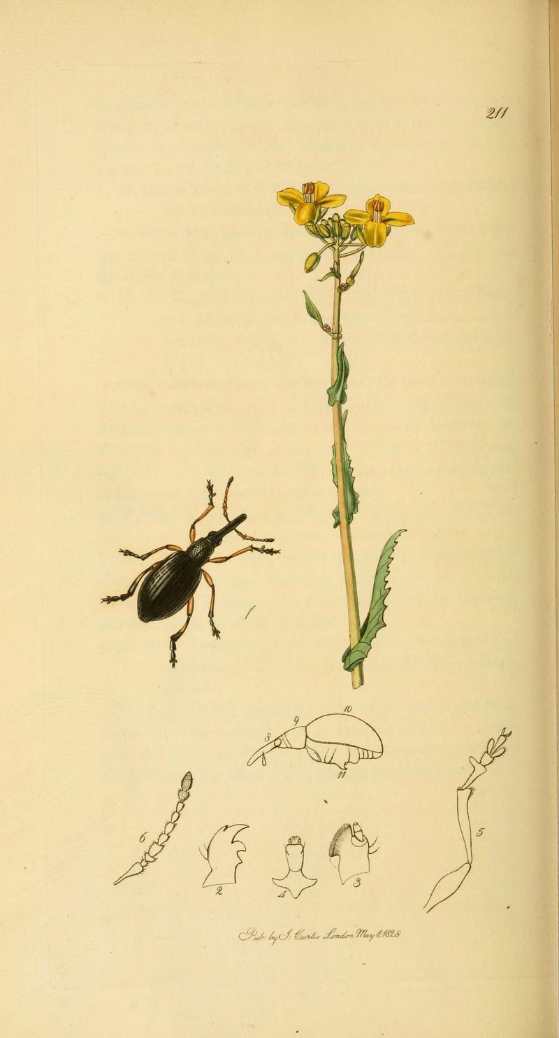 British entomology (Plate 89) (6021898693)