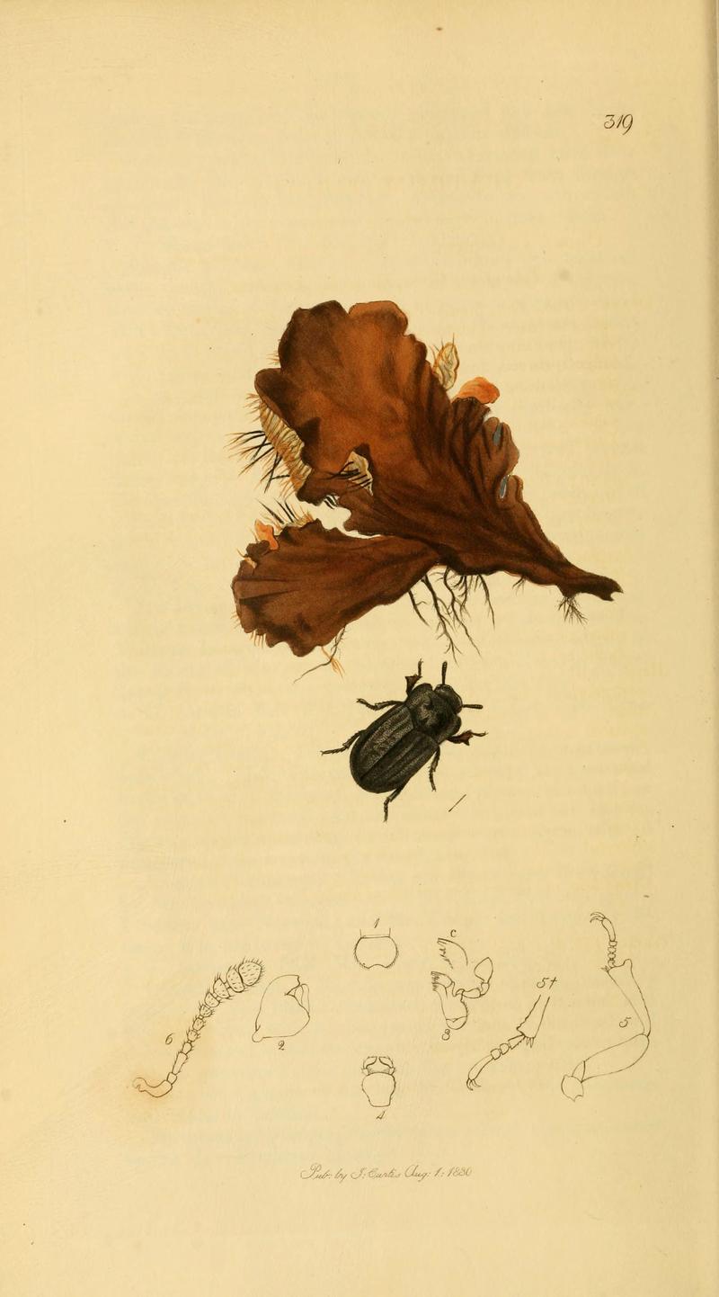 British entomology (Plate 9) (6021867787)