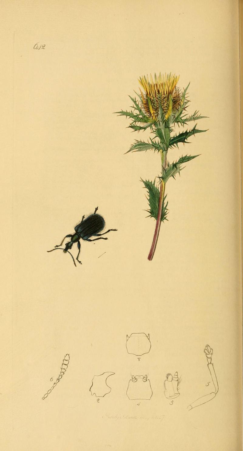British entomology (Plate 90) (6021899339)