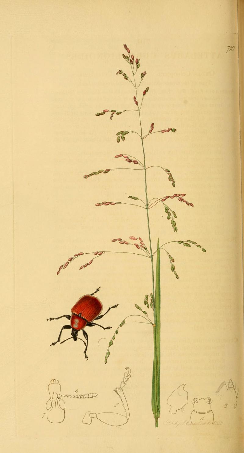 British entomology (Plate 91) (6022456334)
