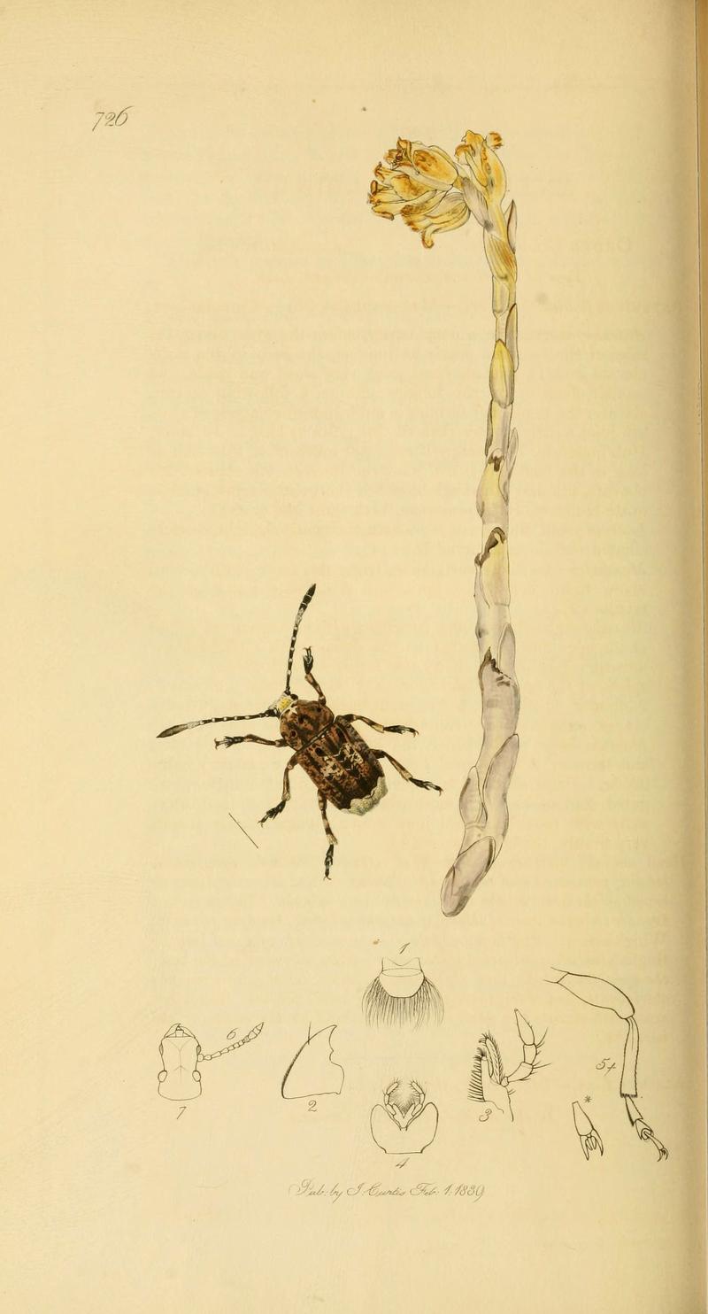 British entomology (Plate 94) (6022457260)