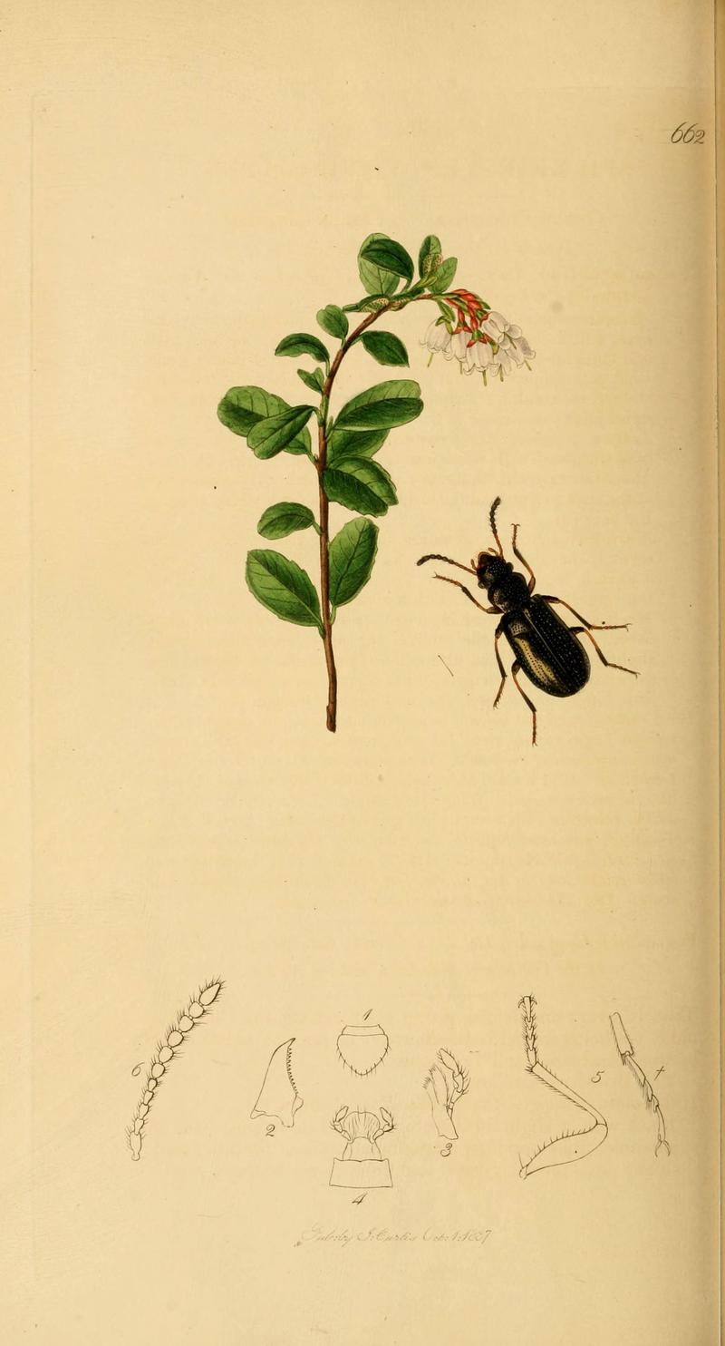 British entomology (Plate 95) (6021900817)