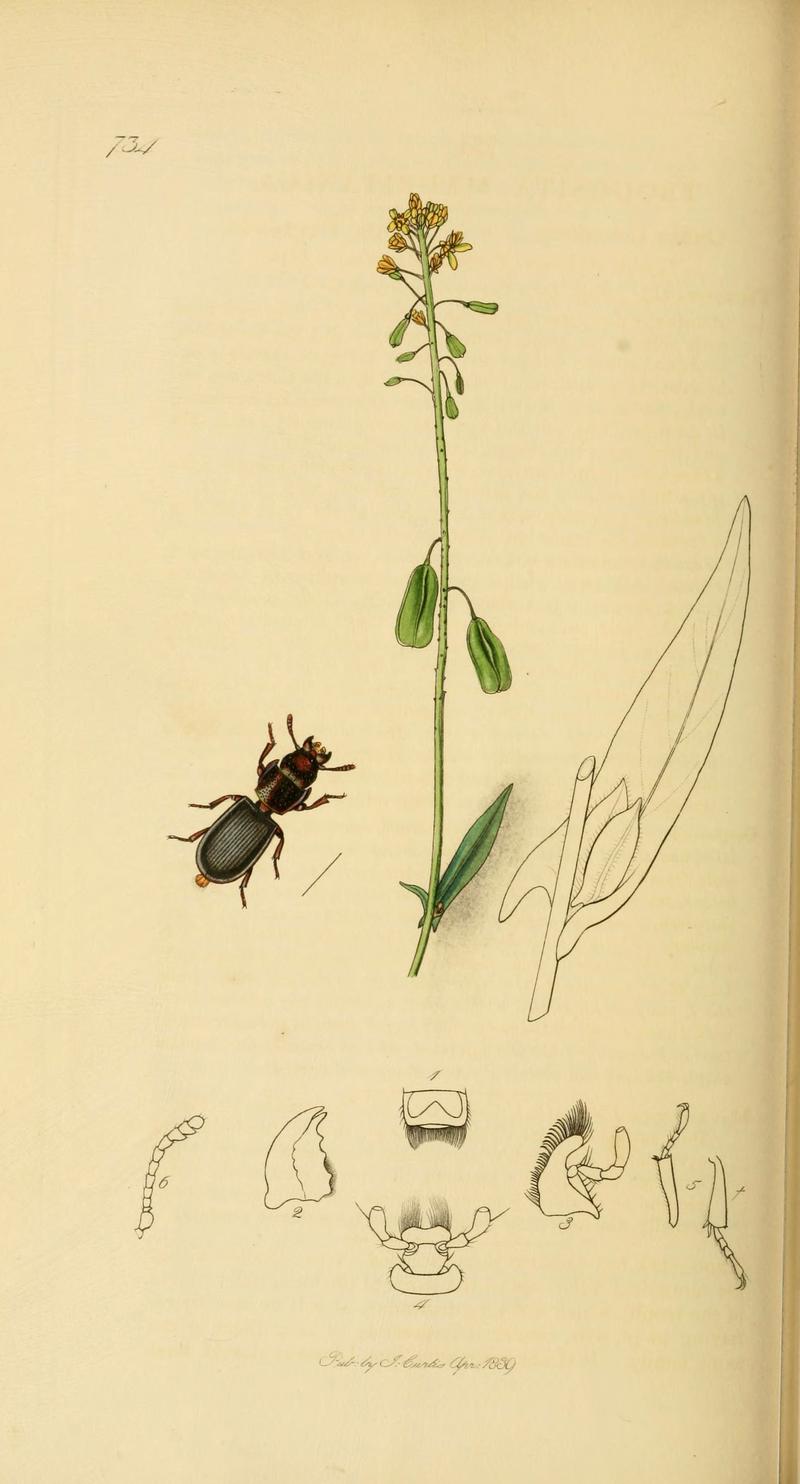 British entomology (Plate 96) (6021901239)