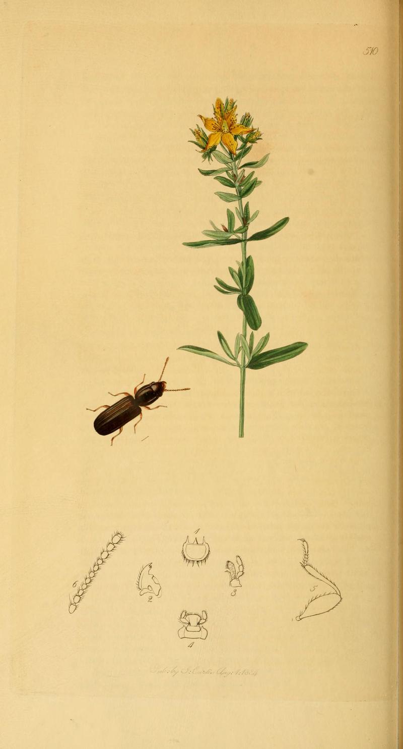 British entomology (Plate 97) (6021901649)
