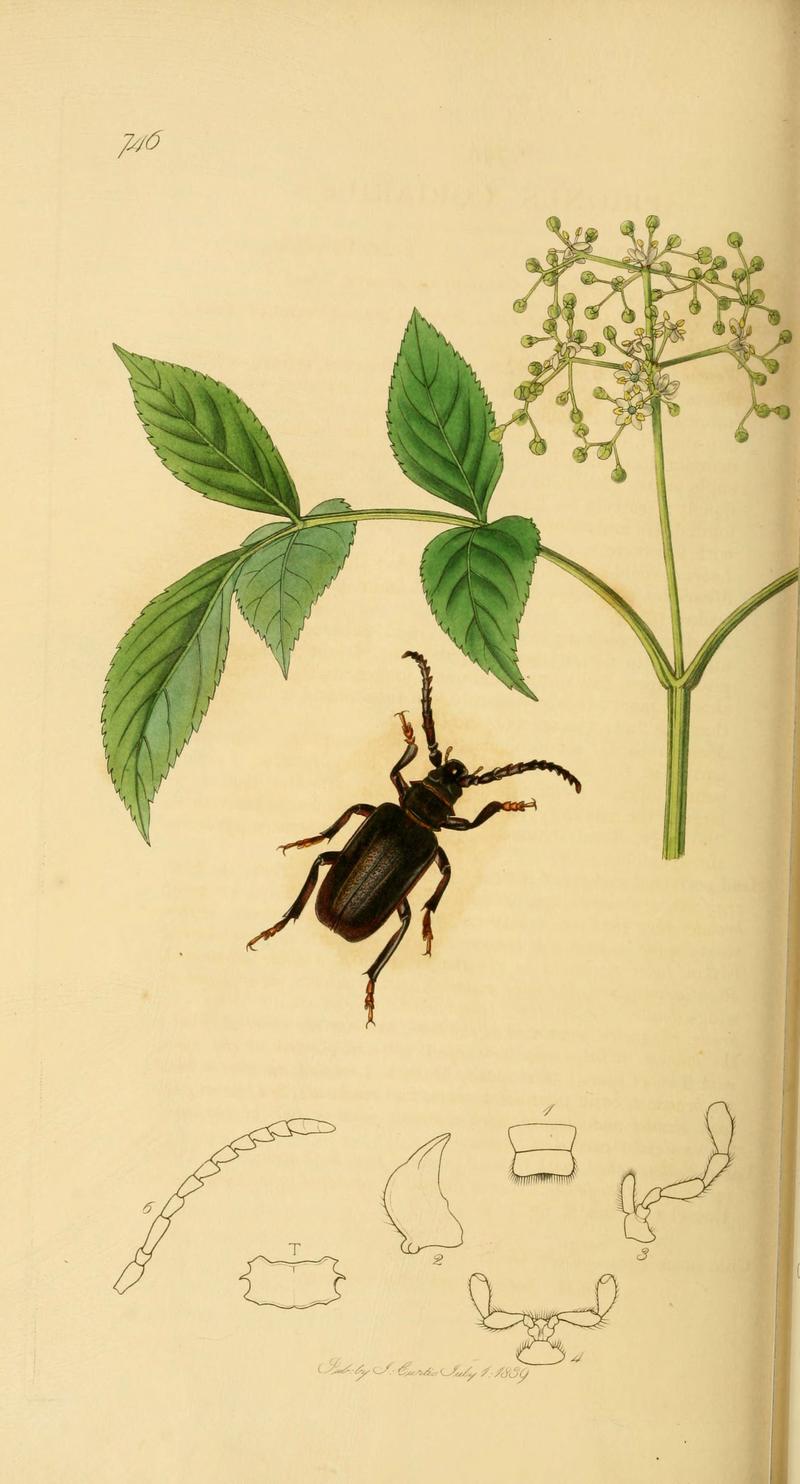 British entomology (Plate 98) (6022458812)