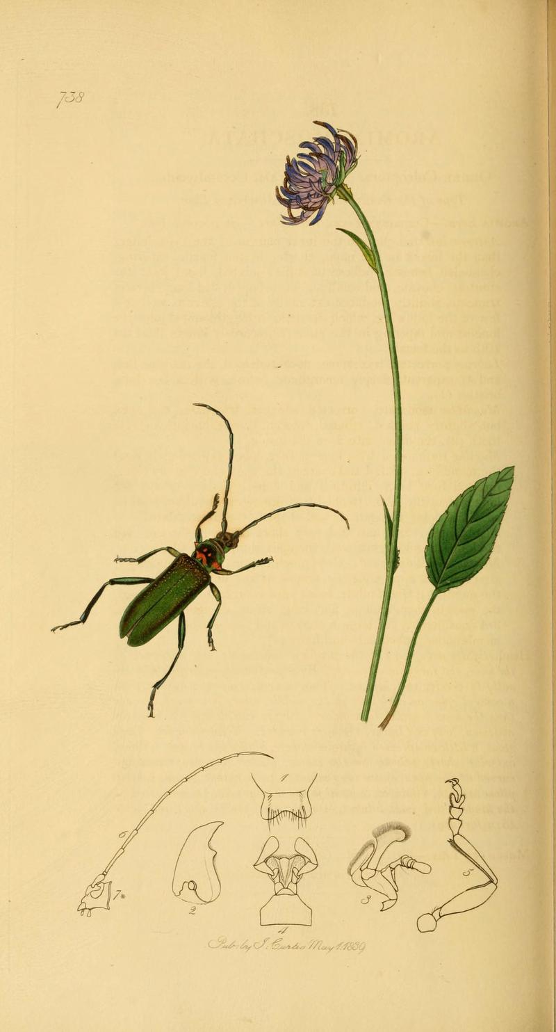 British entomology (Plate 99) (6021902371)