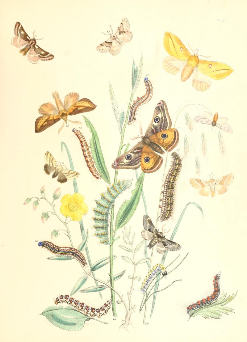 British moths and their transformations (Pl. 10) BHL35390722