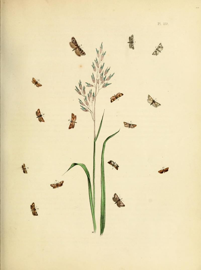 British moths and their transformations (Pl. 100) (9219078420)