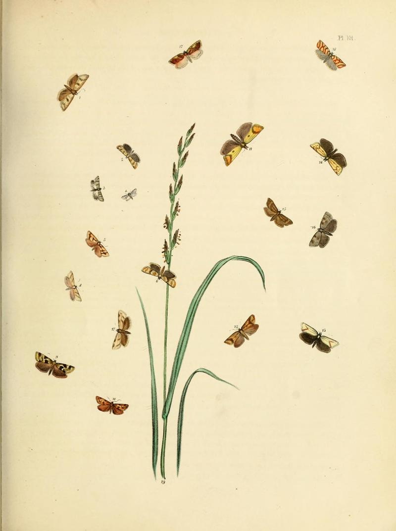 British moths and their transformations (Pl. 101) (9219079522)