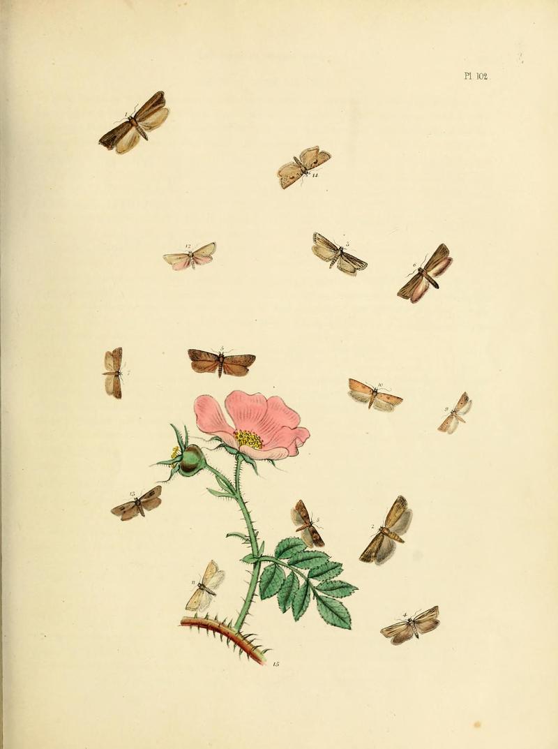 British moths and their transformations (Pl. 102) (9216306497)