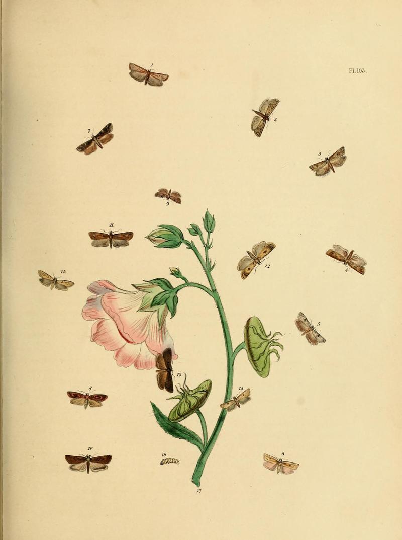 British moths and their transformations (Pl. 103) (9216307601)