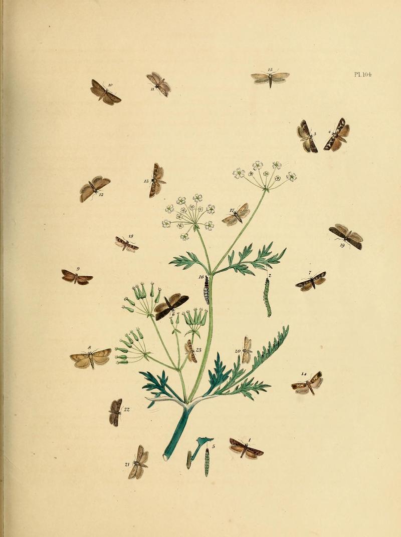 British moths and their transformations (Pl. 104) (9216308667)