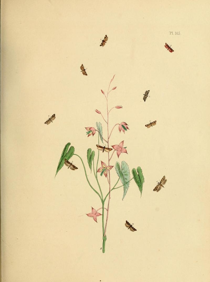 British moths and their transformations (Pl. 105) (9219083420)