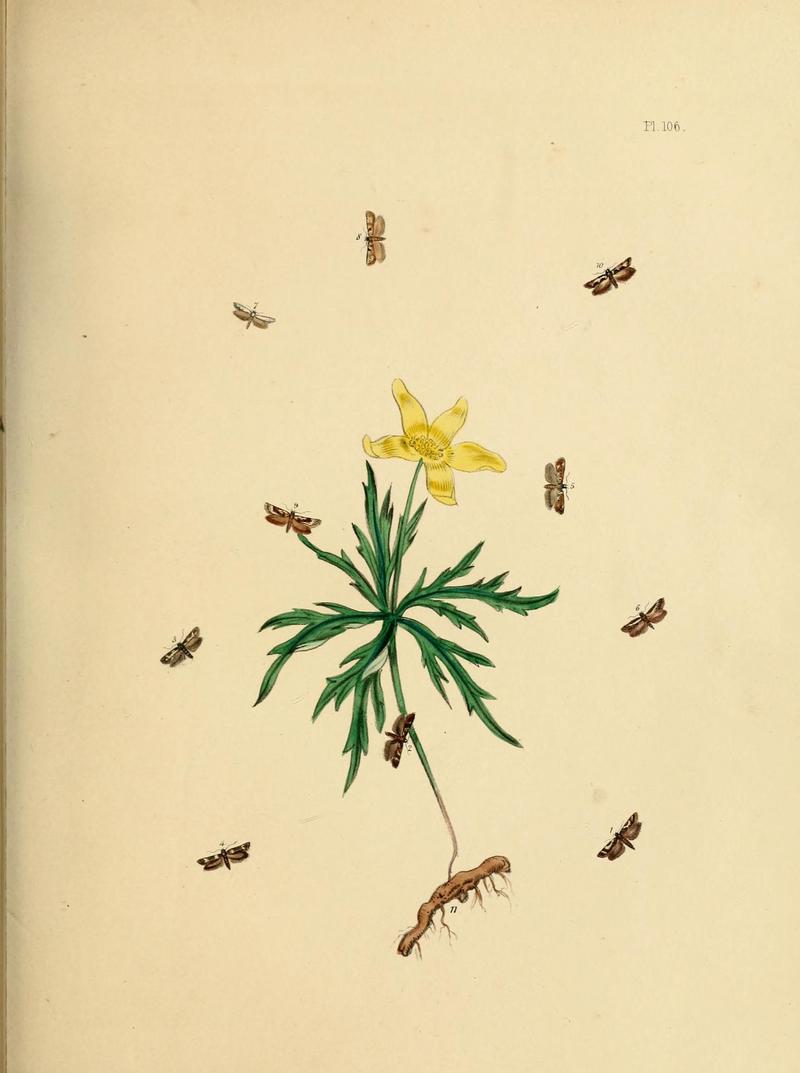 British moths and their transformations (Pl. 106) (9219084390)