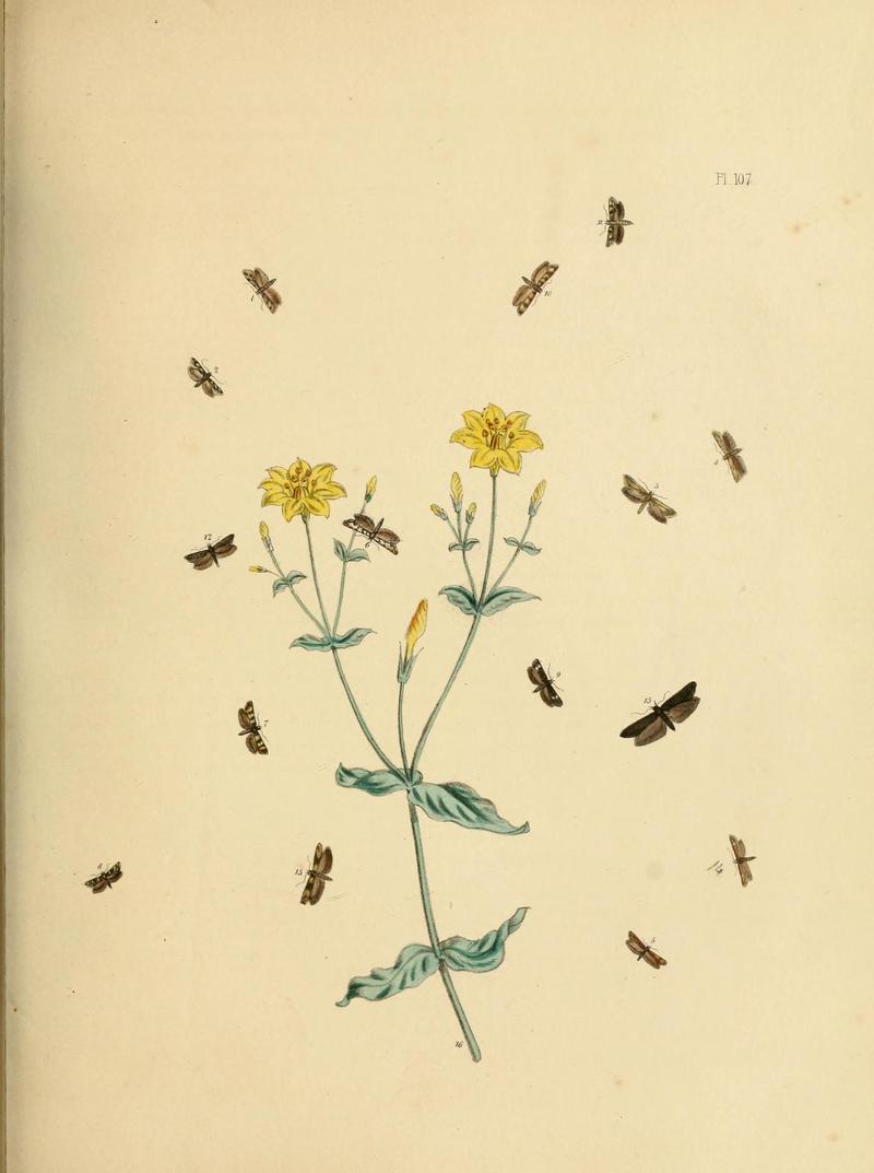 British moths and their transformations (Pl. 107) (9216311733)