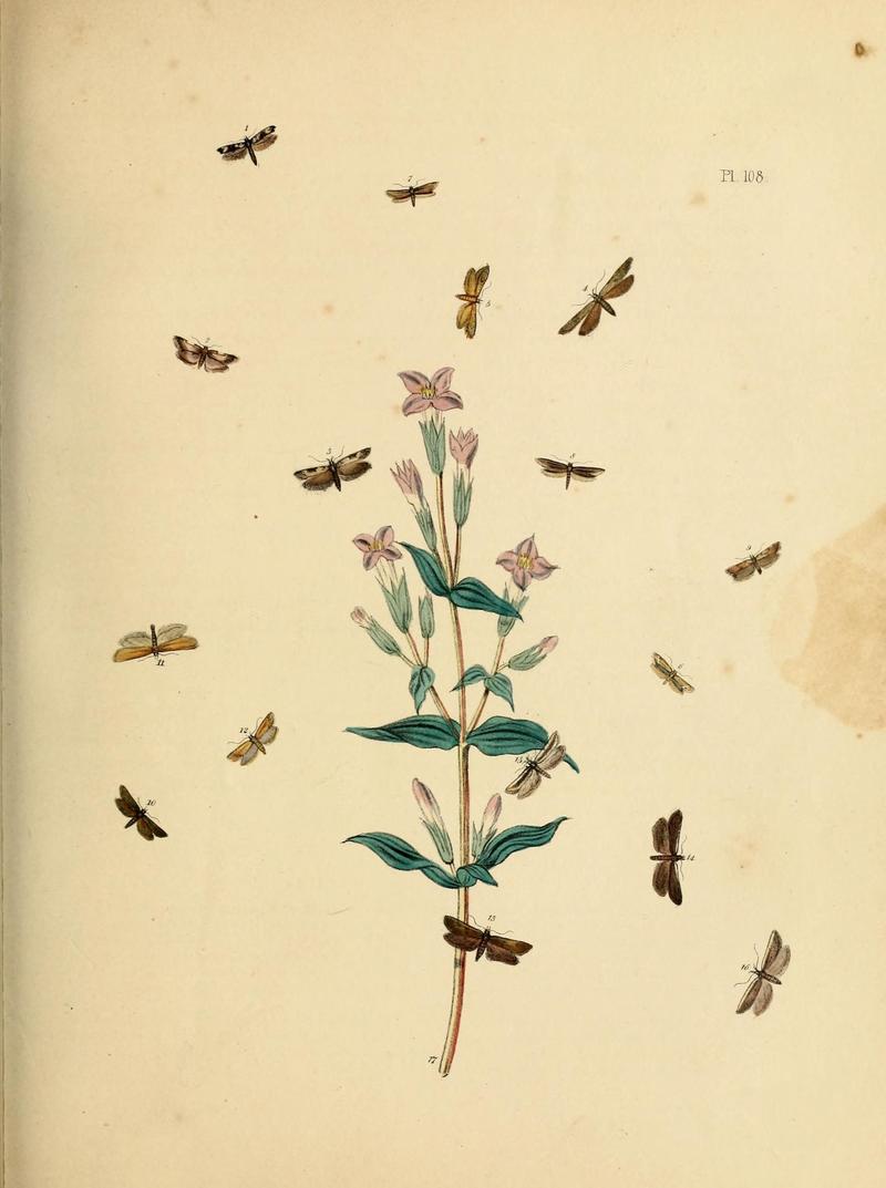 British moths and their transformations (Pl. 108) (9216312731)