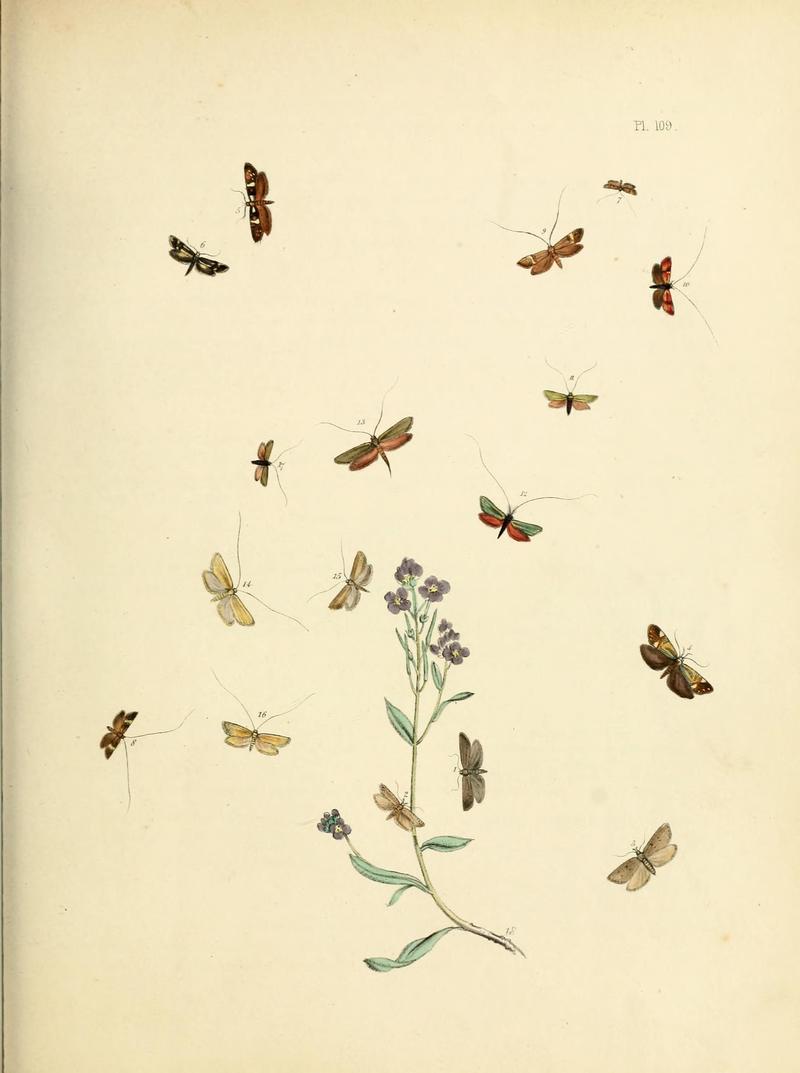 British moths and their transformations (Pl. 109) (9216313715)