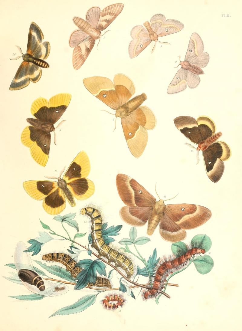 British moths and their transformations (Pl. 11) (9213766013)