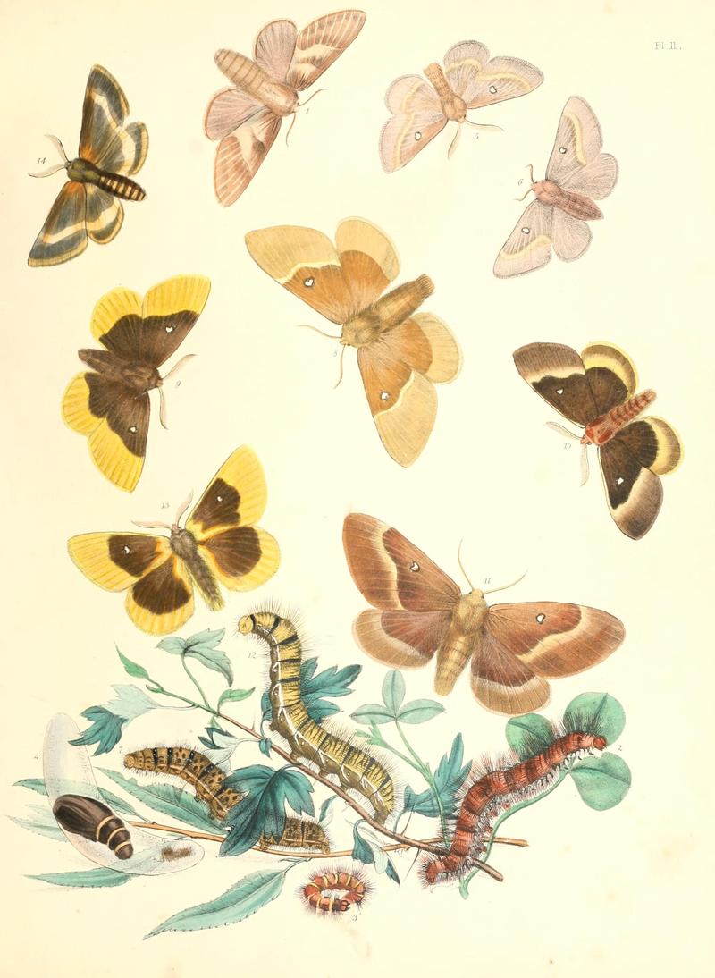 British moths and their transformations (Pl. 11) BHL35390730