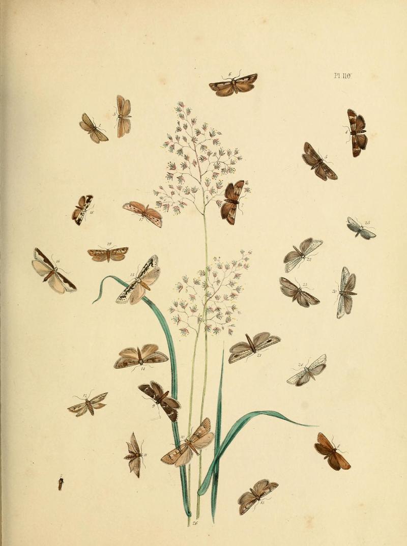 British moths and their transformations (Pl. 110) (9219088752)