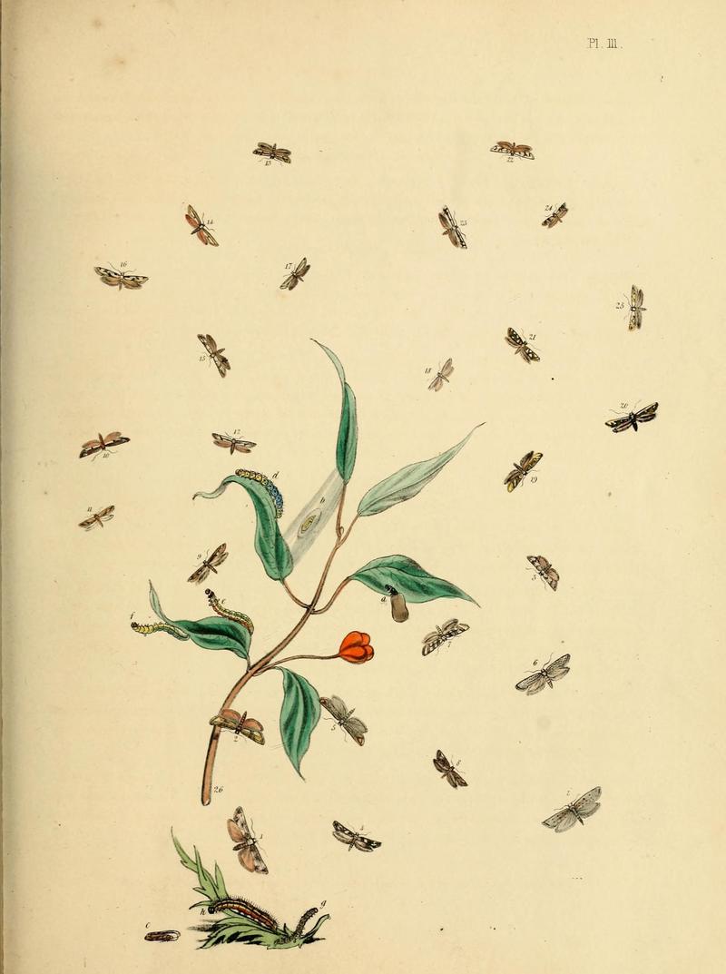 British moths and their transformations (Pl. 111) (9219089826)