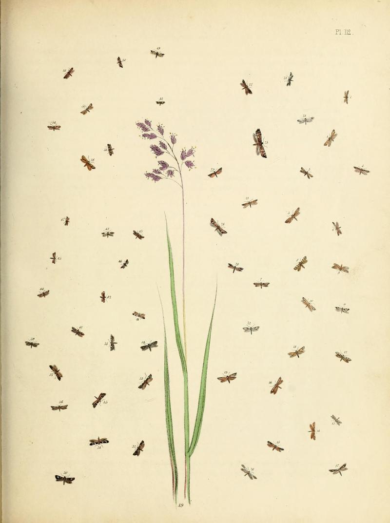 British moths and their transformations (Pl. 112) (9219090798)
