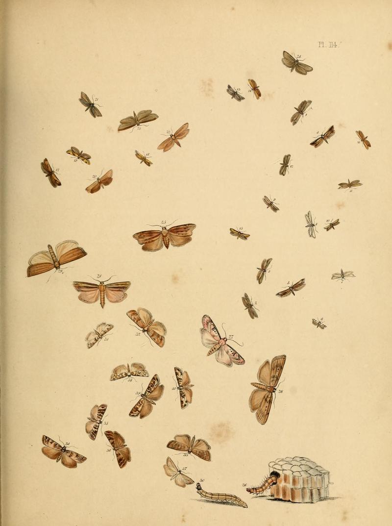 British moths and their transformations (Pl. 114) (9216319729)