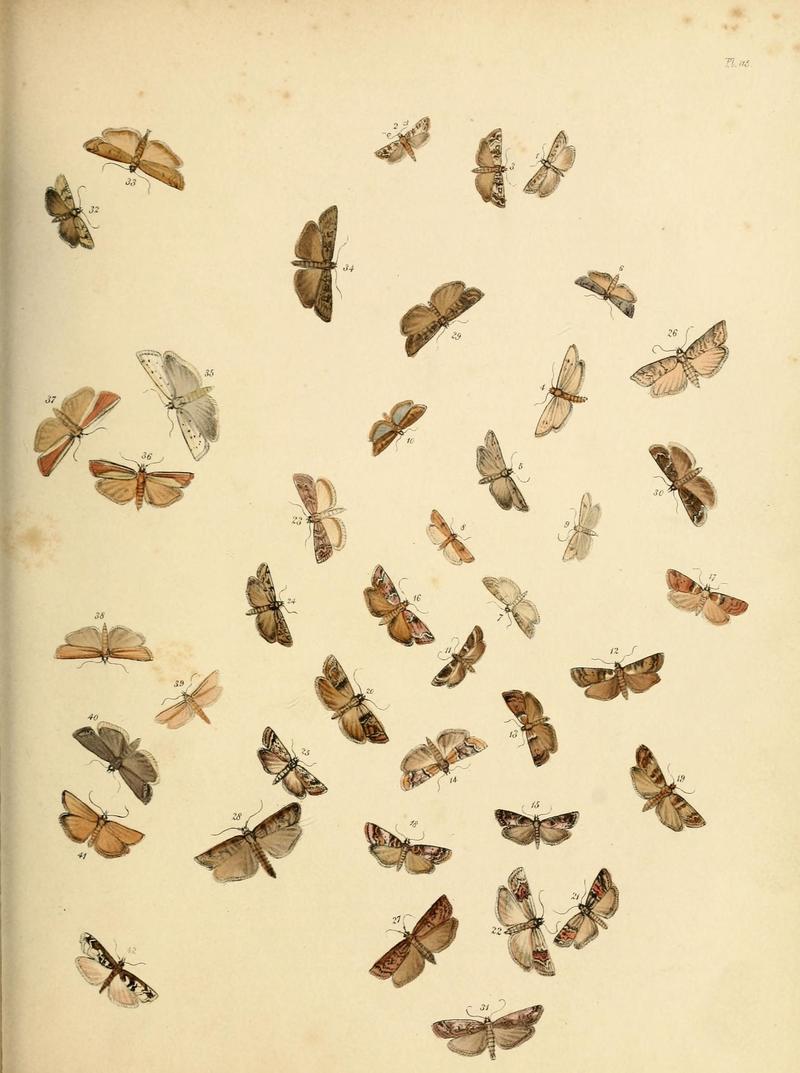 British moths and their transformations (Pl. 115) (9219094538)