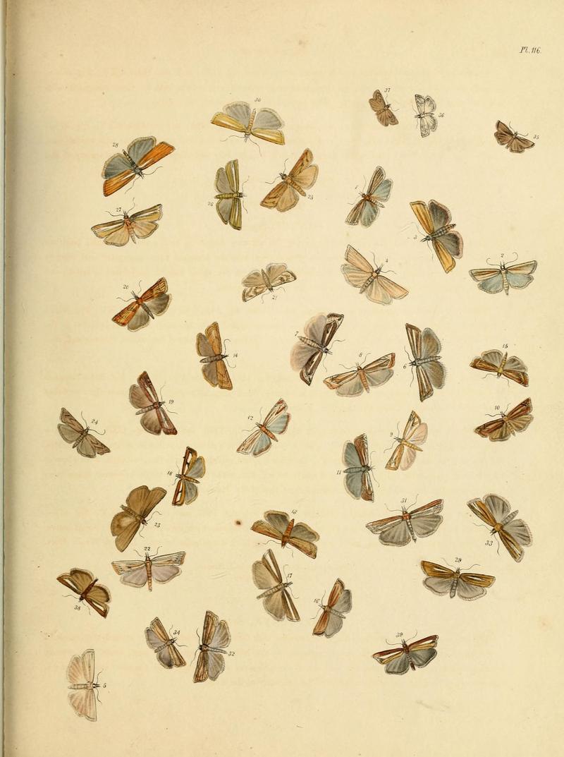 British moths and their transformations (Pl. 116) (9216321997)