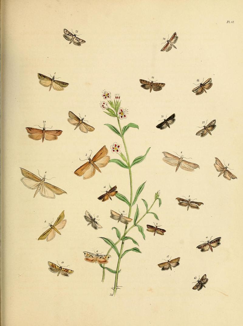 British moths and their transformations (Pl. 117) (9219096894)