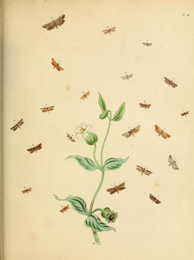 British moths and their transformations (Pl. 118) (9219097984)