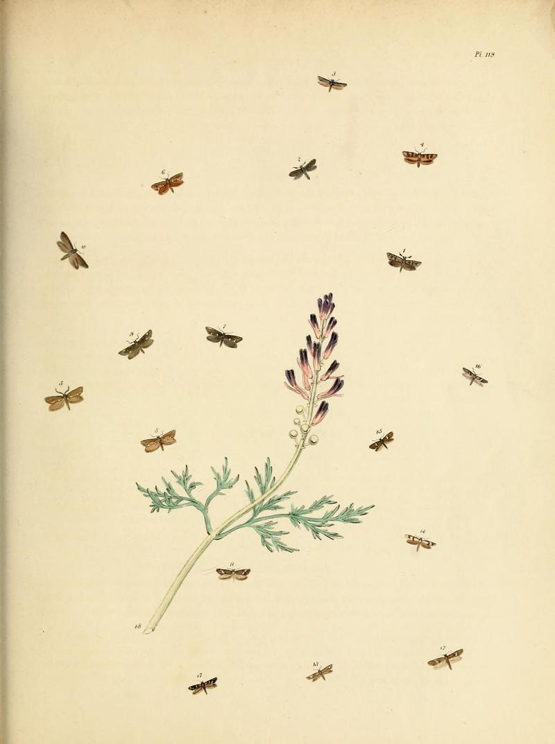 British moths and their transformations (Pl. 119) (9216325251)