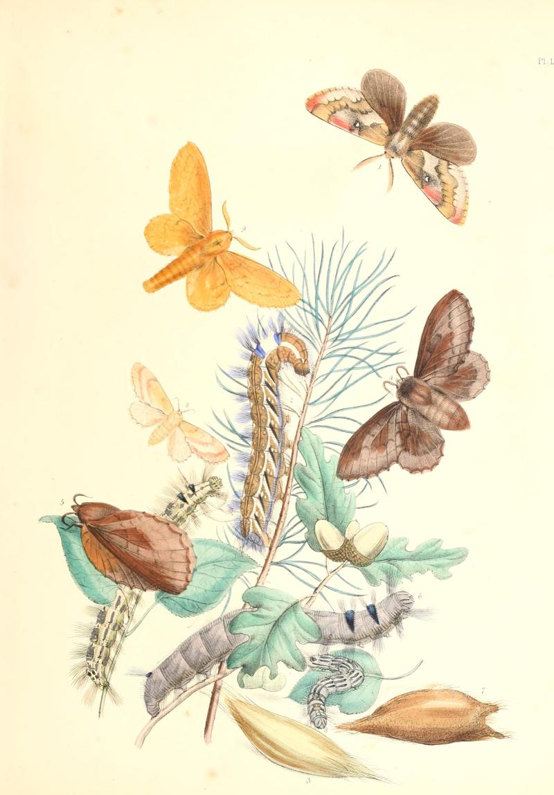 British moths and their transformations (Pl. 12) BHL35390734